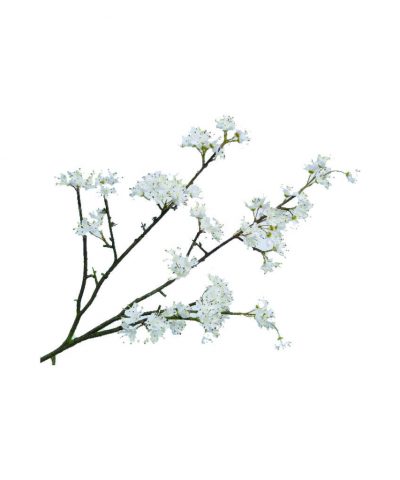 Amendoeira