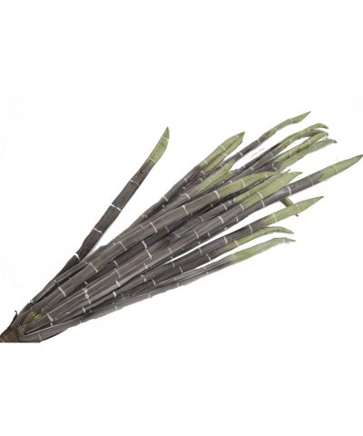 Paus de Bamboo