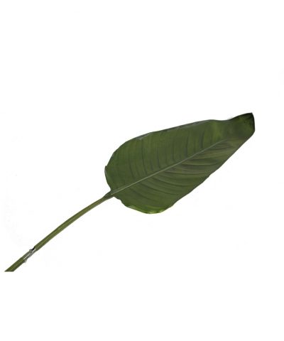 Folha de Bananeira