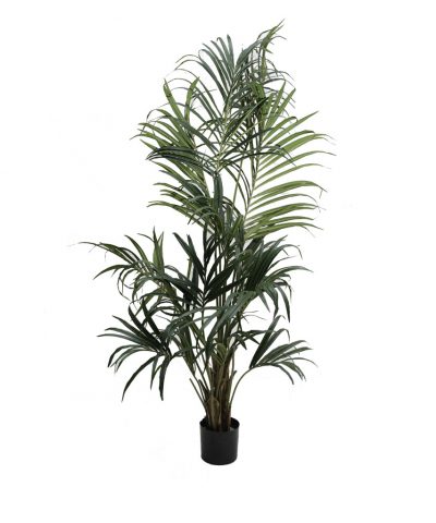 Palmeira 2