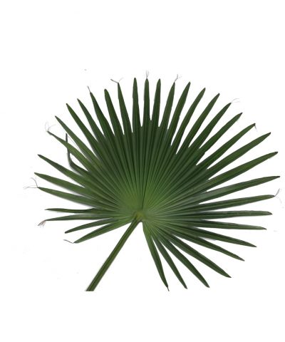 Palmeira de Leque