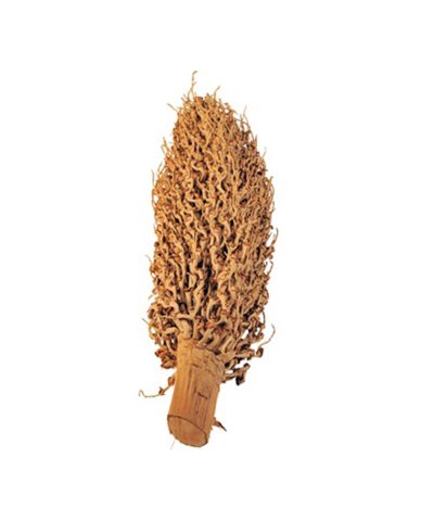 Torcha