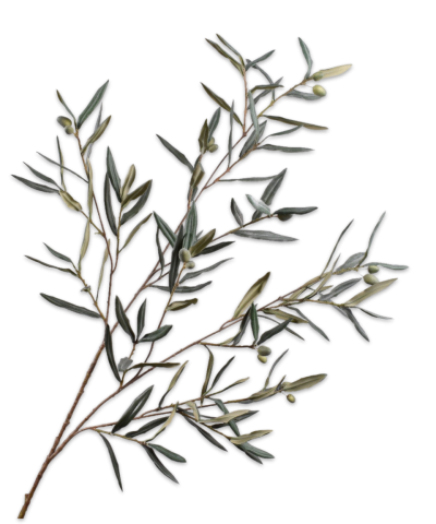 Ramo de Oliveira