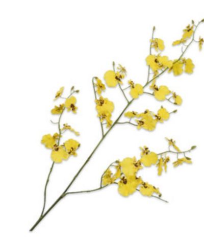Oncidium Amarela